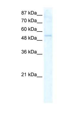 Western Blot: DDX19A Antibody [NBP1-57207]