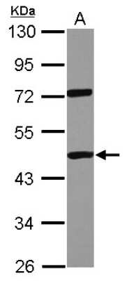 Western Blot: DDX19A Antibody [NBP2-16125]