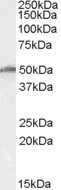 Western Blot: DDX19A/B Antibody [NB100-68149]