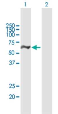 Western Blot: DDX19B Antibody [H00011269-B01P]