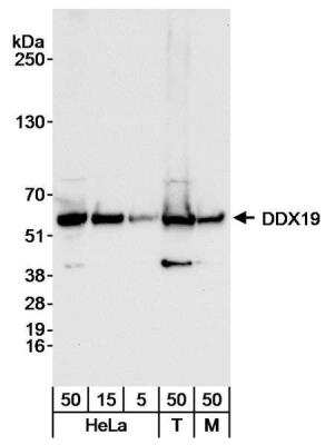 Western Blot: DDX19B Antibody [NB100-760]