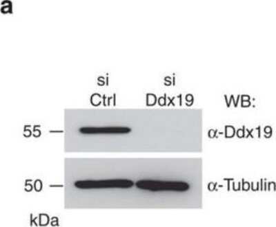 Western Blot: DDX19B Antibody [NB100-760]