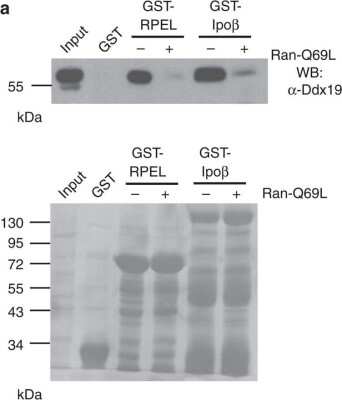 Western Blot: DDX19B Antibody [NB100-760]