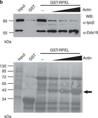 Western Blot: DDX19B Antibody [NB100-760]