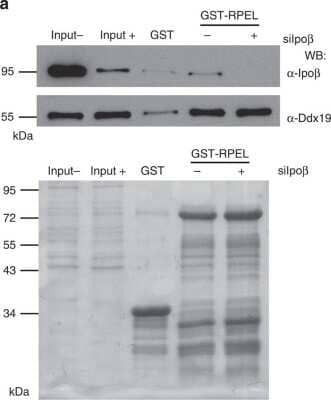 Western Blot: DDX19B Antibody [NB100-760]