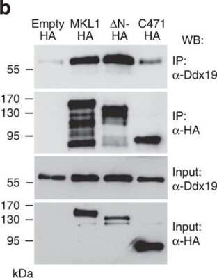 Western Blot: DDX19B Antibody [NB100-760]