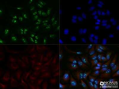 Immunocytochemistry/ Immunofluorescence: DDX21 Antibody - BSA Free [NB100-1718]