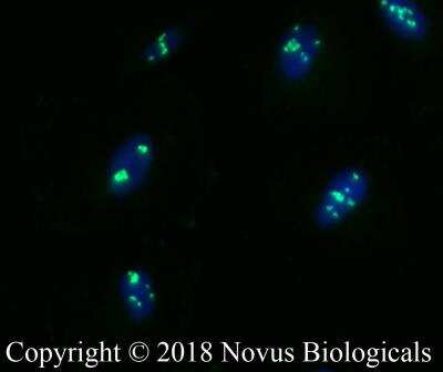 Immunocytochemistry/ Immunofluorescence: DDX21 Antibody - BSA Free [NB100-1718]