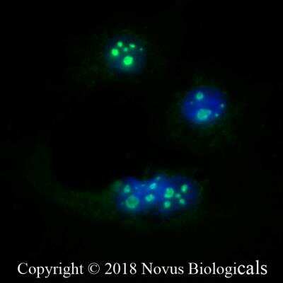 Immunocytochemistry/ Immunofluorescence: DDX21 Antibody - BSA Free [NB100-1718]