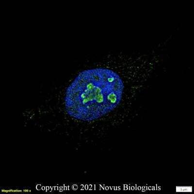 Immunocytochemistry/ Immunofluorescence: DDX21 Antibody - BSA Free [NB100-1718]