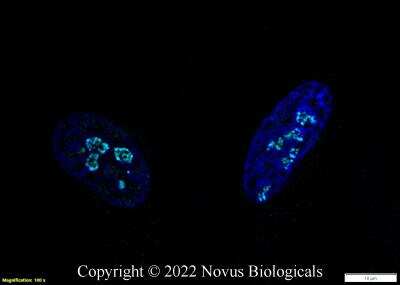 Immunocytochemistry/ Immunofluorescence: DDX21 Antibody - BSA Free [NB100-1718]