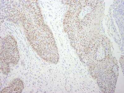 Immunohistochemistry-Paraffin: DDX21 Antibody - BSA Free [NB100-1718]