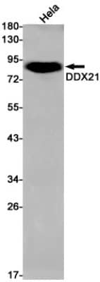 Western Blot: DDX21 Antibody (S04-4J2) [NBP3-19619]