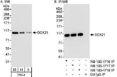 Western Blot: DDX21 Antibody [NB100-1716]