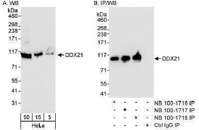 Western Blot: DDX21 Antibody [NB100-1717]