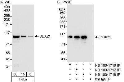 Western Blot: DDX21 AntibodyBSA Free [NB100-1718]