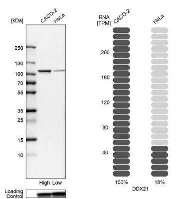 Western Blot: DDX21 Antibody [NBP2-38311]
