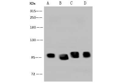 Western Blot: DDX21 Antibody [NBP2-97537]