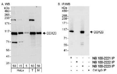 Western Blot: DDX23 Antibody [NB100-2223]