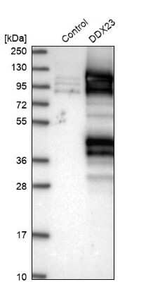 Western Blot: DDX23 Antibody [NBP1-87213]