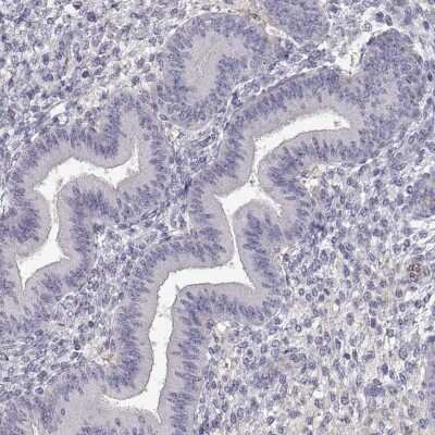 Immunohistochemistry-Paraffin: DDX25 Antibody [NBP1-83328]