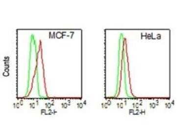 Flow Cytometry: DDX3 Antibody (11F11D10) - Azide and BSA Free [NBP2-80692]