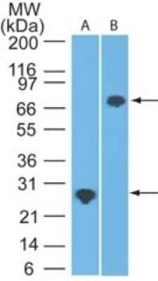 Western Blot: DDX3 Antibody (11F11D10)Azide and BSA Free [NBP2-80692]