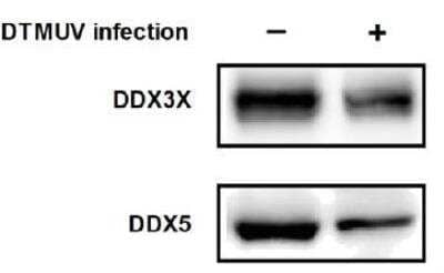 Western Blot: DDX3 Antibody (3B9E3)BSA Free [NBP2-52457]