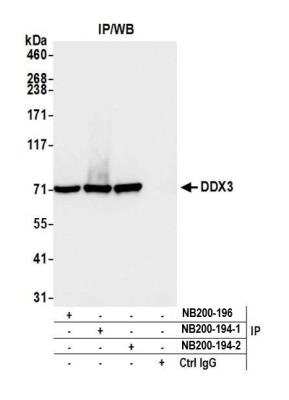 Immunoprecipitation: DDX3 Antibody [NB200-194]