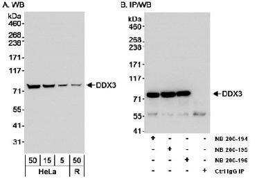 Western Blot: DDX3 Antibody [NB200-194]