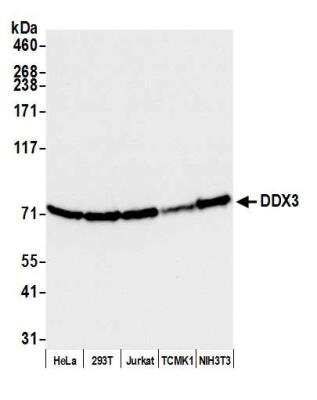 Western Blot: DDX3 Antibody [NB200-194]