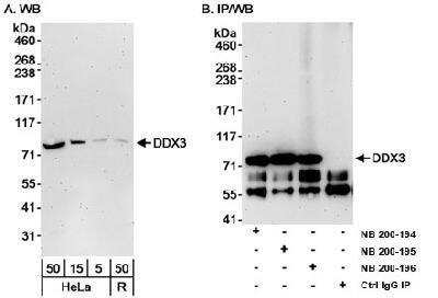 Western Blot: DDX3 Antibody [NB200-196]