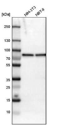 Western Blot: DDX3 Antibody [NBP1-85291]