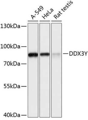 Western Blot: DDX3 AntibodyAzide and BSA Free [NBP2-92748]