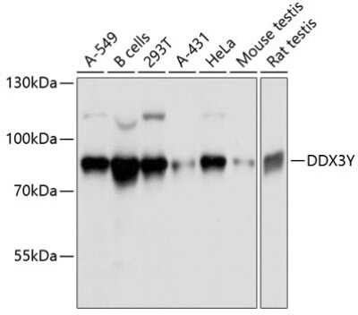 Western Blot: DDX3 AntibodyAzide and BSA Free [NBP2-92850]