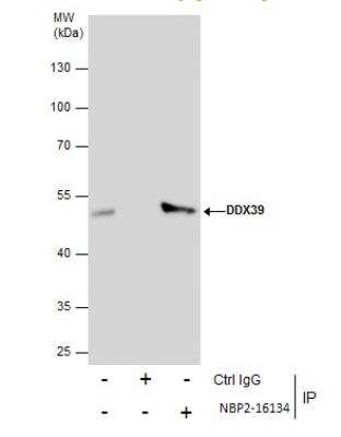 Immunoprecipitation: DDX39 Antibody [NBP2-16134]