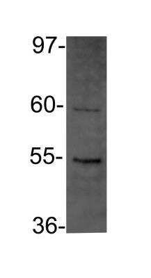 Western Blot: DDX39 Antibody [NBP2-16134]