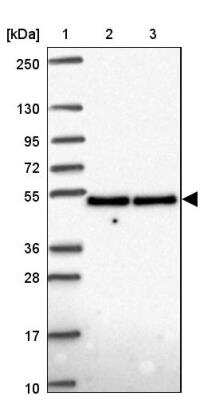 Western Blot: UAP56 Antibody [NBP2-46824]