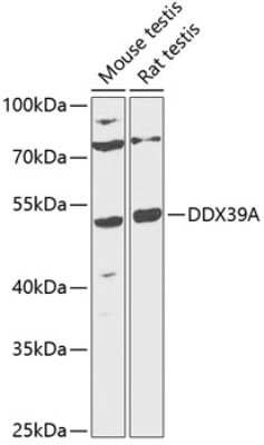 Western Blot: DDX39 AntibodyBSA Free [NBP2-92080]