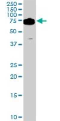 Western Blot: DDX3 Antibody (2D7) [H00008653-M01]