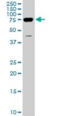 Western Blot: DDX3 Antibody (2D7) [H00008653-M01]