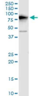 Western Blot: DDX3 Antibody (2D7) [H00008653-M01]