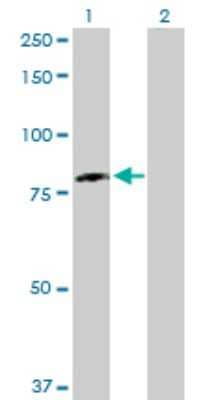 Western Blot: DDX3 Antibody [H00008653-D01P]