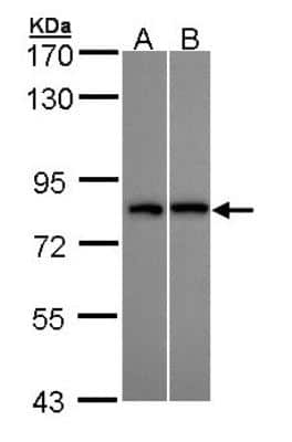 Western Blot: DDX3 Antibody [NBP1-32780]