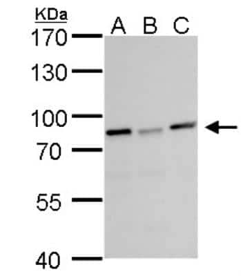 Western Blot: DDX3 Antibody [NBP1-32780]