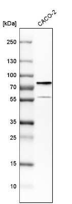 Western Blot: DDX41 Antibody [NBP1-89297]