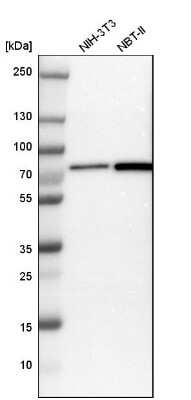 Western Blot: DDX41 Antibody [NBP1-89297]