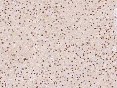 Immunohistochemistry-Paraffin: DDX46 Antibody [NBP2-98581]