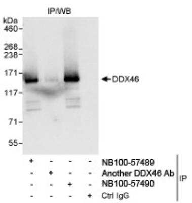 Immunoprecipitation: DDX46 Antibody [NB100-57489]