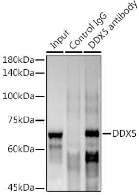 Immunoprecipitation: DDX5 Antibody (1K6X10) [NBP3-15371]